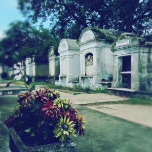 Lafayette No 1, flowers and vacancies