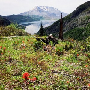 Wild flowers blooming near St. Helens