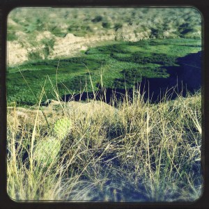 Cactus and grassland