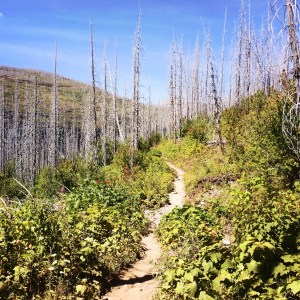 The last 4 miles of the Highline were through a burned out forrest
