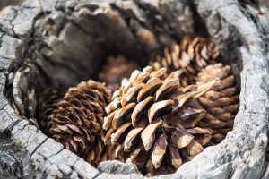 Cones gathered in a hollowed out tree along the Bristlecone Pine Trail